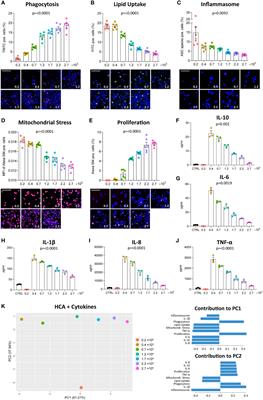 Culture density influences the functional phenotype of human macrophages